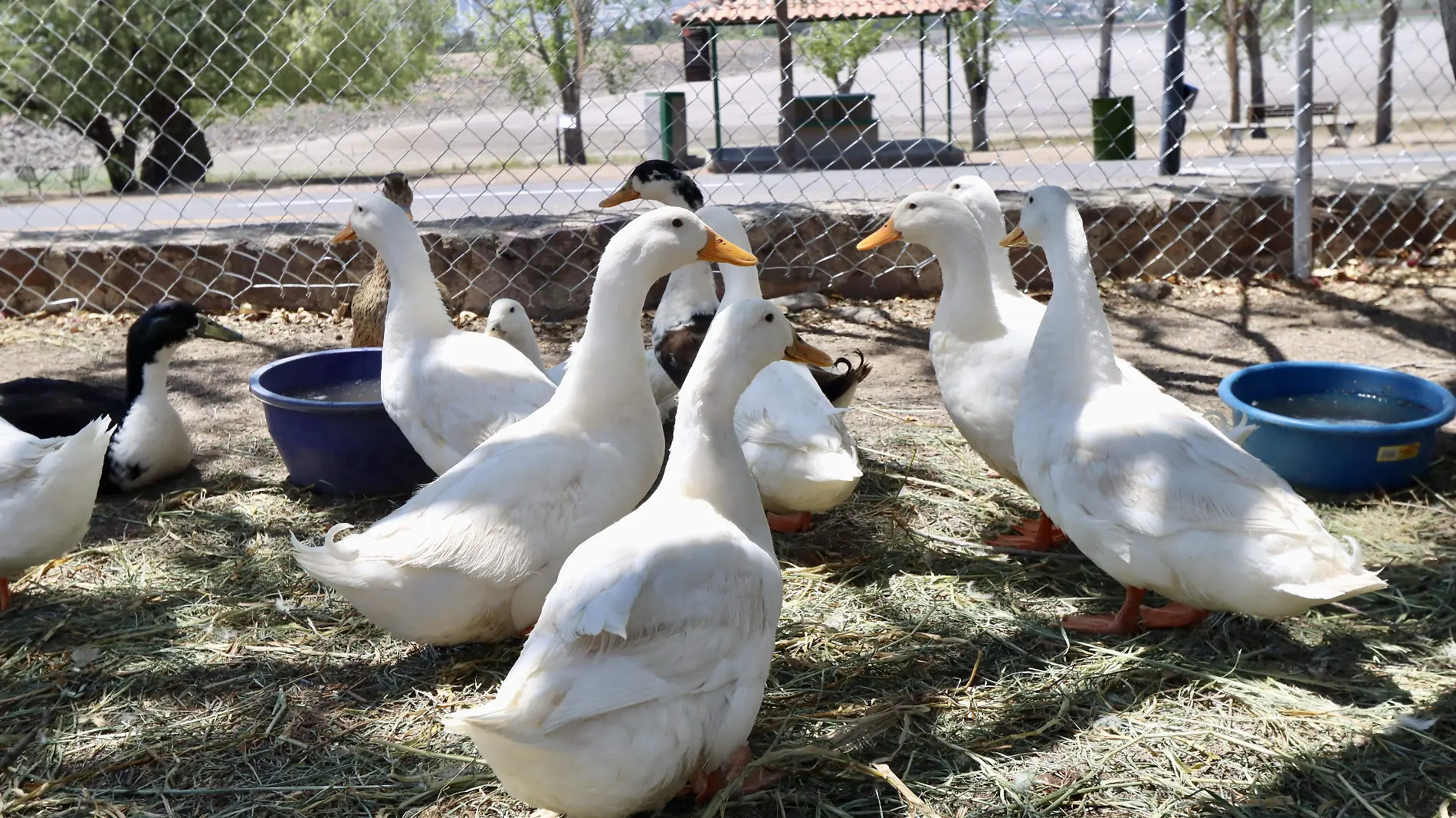 AVES METROPOLITANO- Fco Meza - El Sol de León (14)